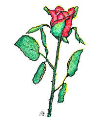 photo of rosebud